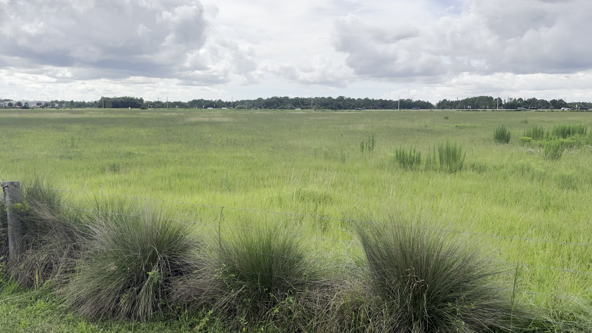 Open pasture along State Road 56 in Wiregrass Ranch, Wesley Chapel, near the planned Fresh Market retail development.